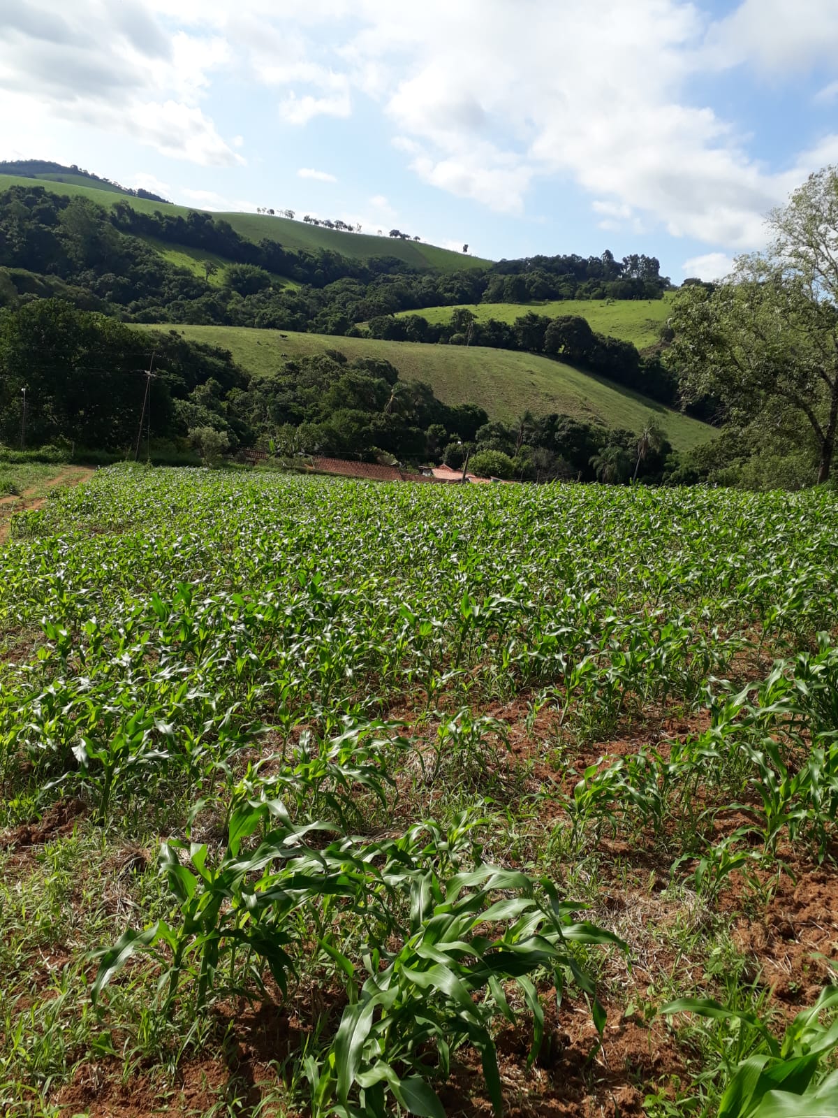 Leia mais sobre o artigo CHÁCARA A VENDA SOCORRO-SP R$200.000,00